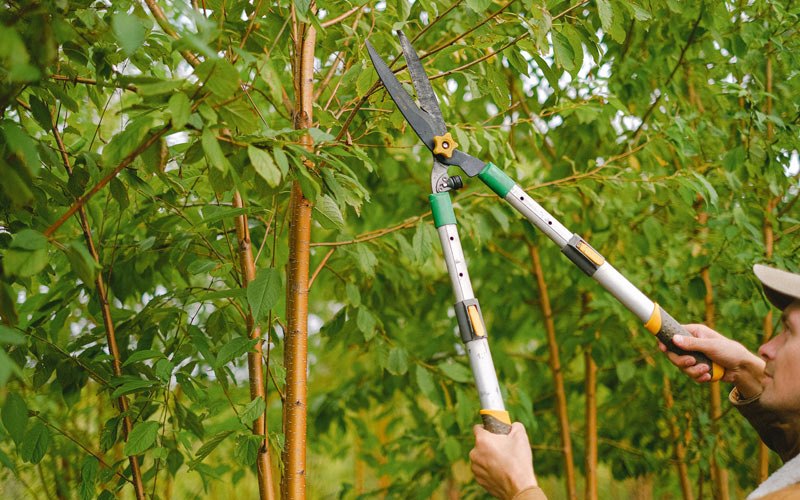 Tree trimming in Elberta, UT